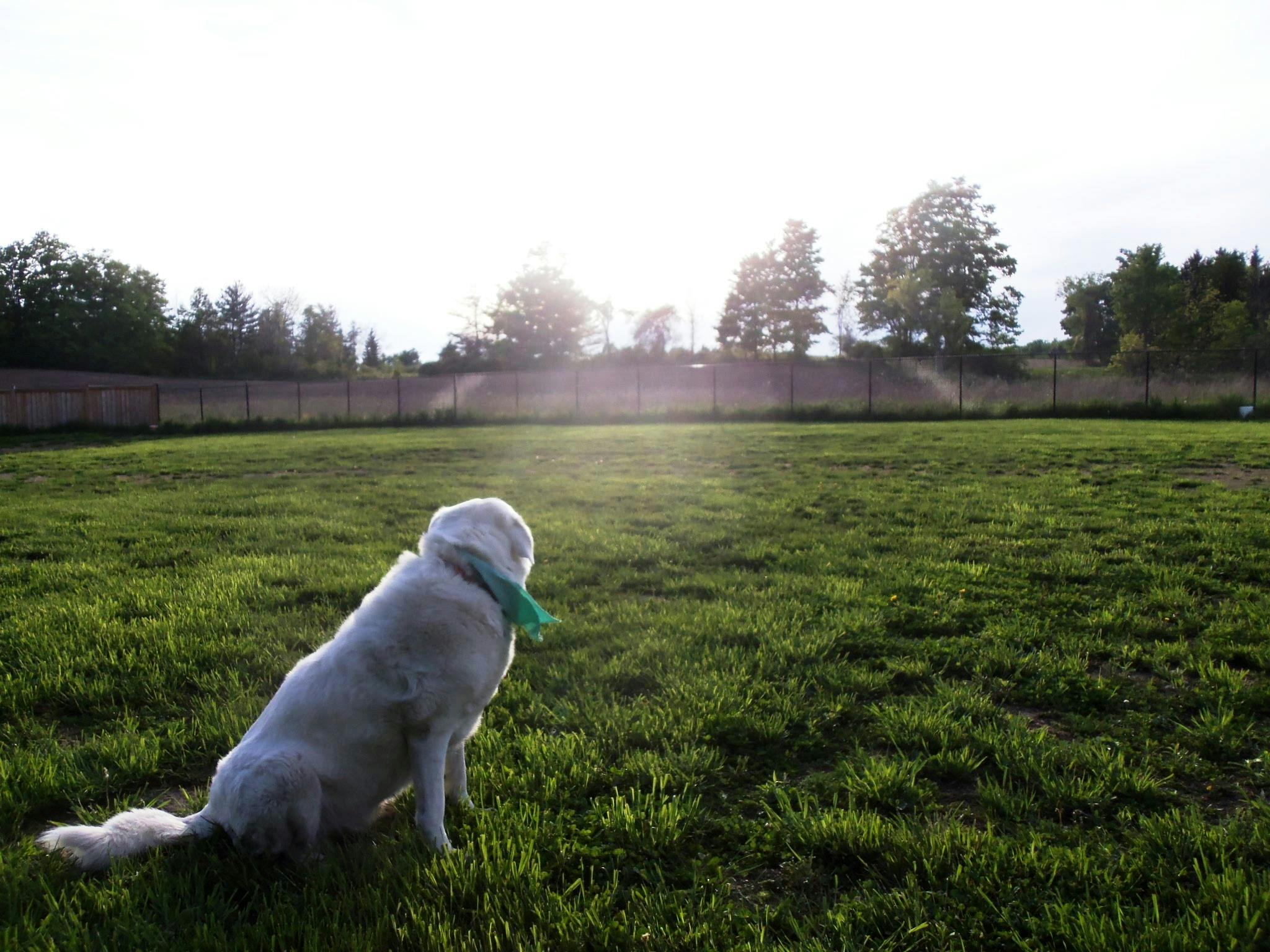 At Northside, we're proud to have Halton's largest outdoor gated play area for dogs. With options ranging from cozy 80' x 80' spots to vast 500' x 500' fields, we've got the perfect space for every pup, whether they love to sprint, play, or just bask in the sunshine. Here, every dog finds their slice of heaven to frolic and relax.